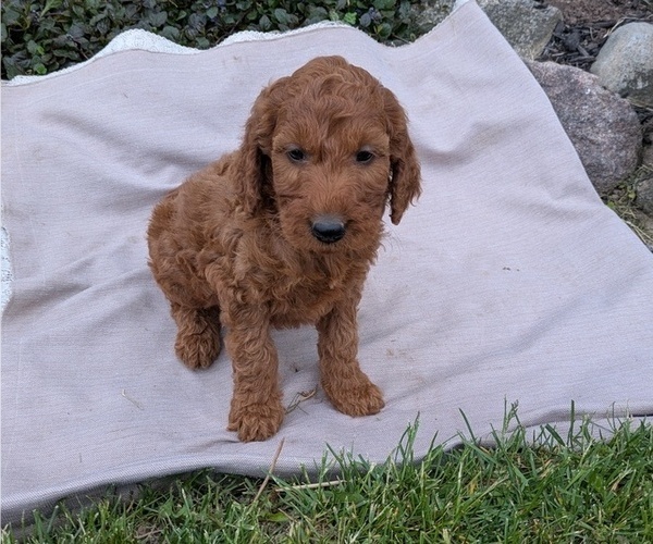 Medium Photo #29 Irish Doodle Puppy For Sale in GOSHEN, IN, USA