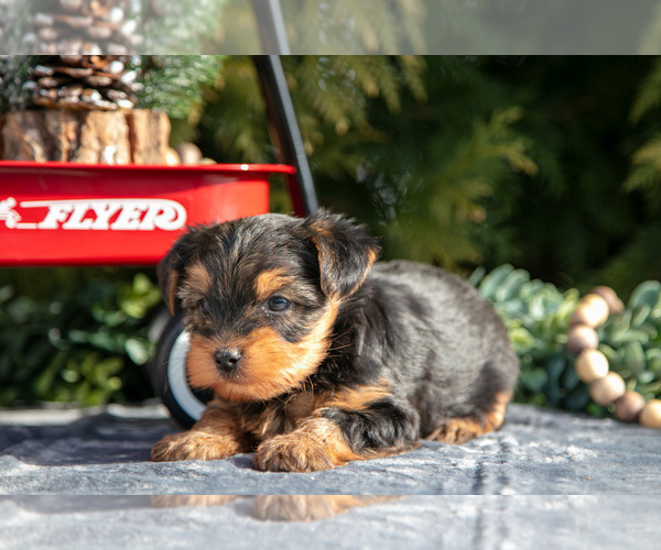Medium Photo #3 Yorkshire Terrier Puppy For Sale in KIRKWOOD, PA, USA