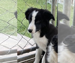 Border Collie Puppy for sale in OTTUMWA, IA, USA