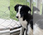 Small Border Collie