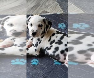 Dalmatian Puppy for sale in OWOSSO, MI, USA
