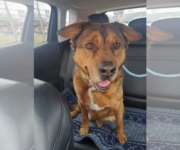 Medium Photo #8 American Staffordshire Terrier Puppy For Sale in Westminster, MD, USA