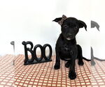 Small Labrador Retriever Mix