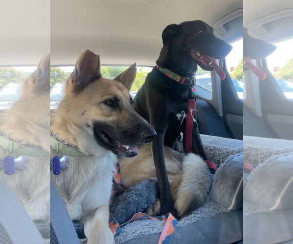 Medium Photo #5 German Shepherd Dog Puppy For Sale in New Hill, NC, USA