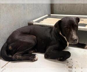 American Pit Bull Terrier-Unknown Mix Dogs for adoption in Conroe, TX, USA