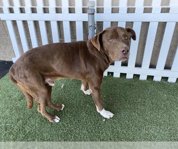 Medium Photo #1 American Pit Bull Terrier-Labrador Retriever Mix Puppy For Sale in Modesto, CA, USA