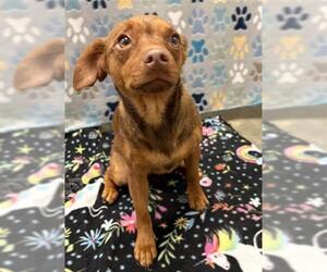 Chihuahua Dogs for adoption in Rosenberg, TX, USA