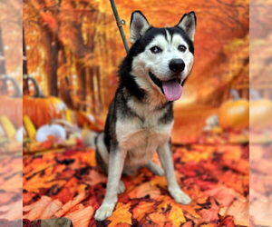 Siberian Husky Dogs for adoption in Long Beach, CA, USA