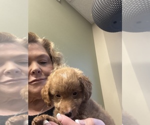 Medium Goldendoodle (Miniature)