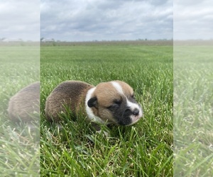 Pembroke Welsh Corgi Puppy for sale in ARTHUR, IL, USA