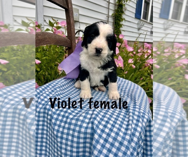 Medium Photo #3 Bernedoodle Puppy For Sale in SPENCER, IN, USA