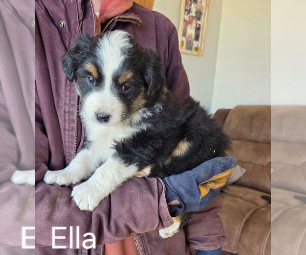 Medium Photo #3 Miniature Australian Shepherd Puppy For Sale in PLEVNA, MT, USA