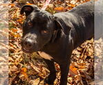 Small Photo #5 Labrador Retriever-Unknown Mix Puppy For Sale in Canton, CT, USA