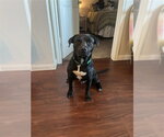 Small Photo #4 Staffordshire Bull Terrier-Unknown Mix Puppy For Sale in Corpus Christi, TX, USA