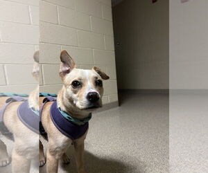 Chihuahua-Unknown Mix Dogs for adoption in Virginia Beach, VA, USA