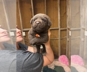 Labrador Retriever Puppy for sale in CONOVER, NC, USA