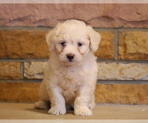 English Cream Golden Retriever-Poodle (Miniature) Mix Puppy for sale in FREDERICKSBG, OH, USA
