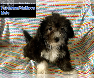 Havamalt Puppy for sale in AMSTERDAM, MO, USA