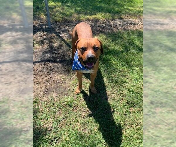 Medium Photo #7 Mutt Puppy For Sale in San Leon, TX, USA