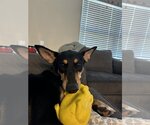 Small Photo #17 Doberman Pinscher-Unknown Mix Puppy For Sale in The Woodlands, TX, USA