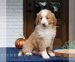 Small #2 Bernedoodle (Miniature)