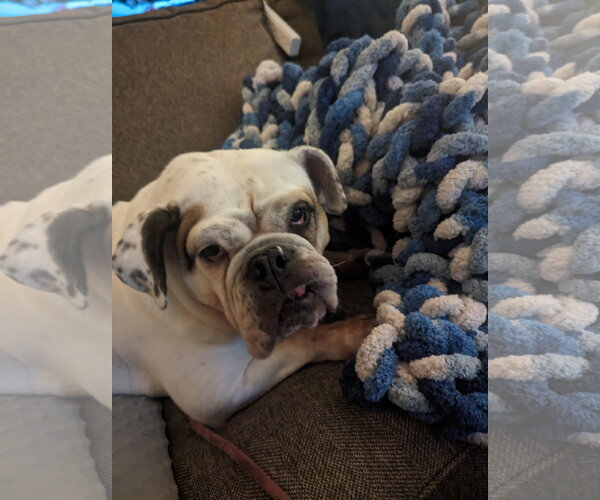 Medium Photo #8 Bulldog Puppy For Sale in St. Louis Park, MN, USA