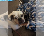 Small #7 Bulldog