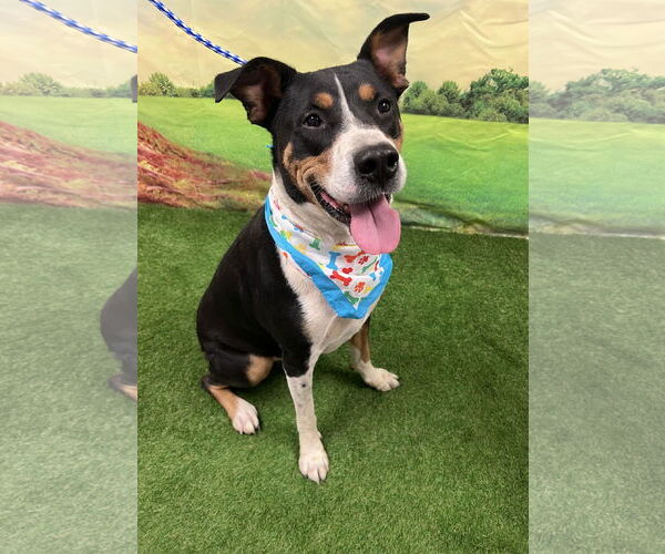 Medium Photo #1 Labrador Retriever-Unknown Mix Puppy For Sale in Euless, TX, USA