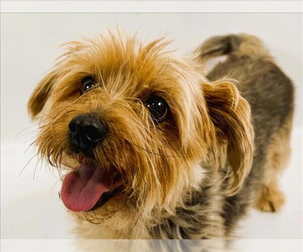 Medium Photo #2 Mutt Puppy For Sale in Fort Collins, CO, USA