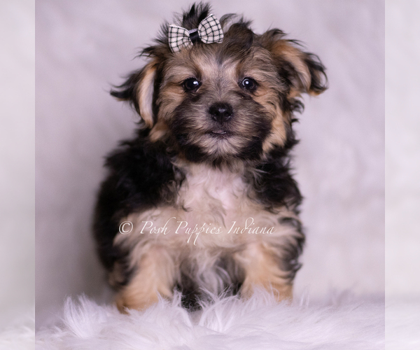 Medium Photo #3 Morkie Puppy For Sale in WARSAW, IN, USA