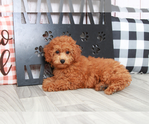 Poodle (Miniature) Puppy for sale in MARIETTA, GA, USA