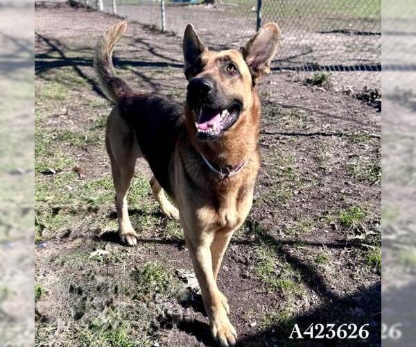 Medium Photo #1 German Shepherd Dog Puppy For Sale in Conroe, TX, USA