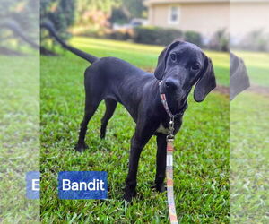 Mutt Dogs for adoption in Sanford, FL, USA