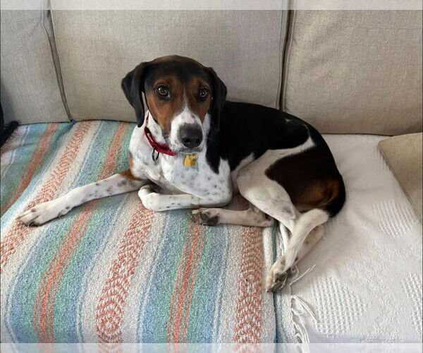 Medium Photo #13 Mutt Puppy For Sale in Oakhurst, NJ, USA