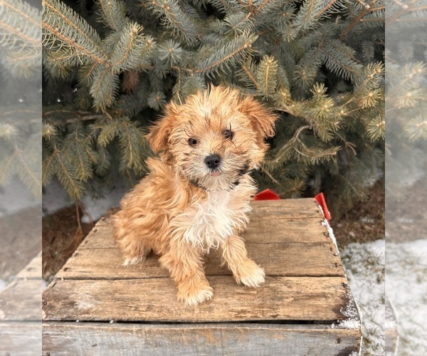 Medium Photo #4 Morkie Puppy For Sale in MIDDLEBURY, IN, USA