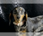 Puppy AKC Fancy Dachshund