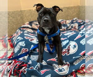 Mutt Dogs for adoption in Boston, MA, USA