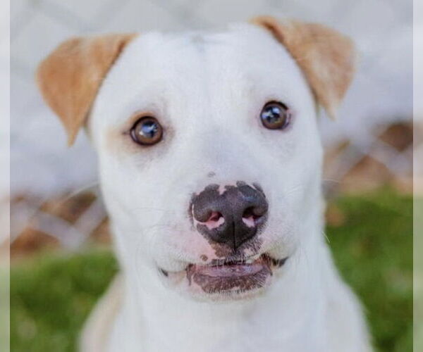 Medium Photo #1 Mutt Puppy For Sale in Canton, CT, USA