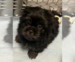 Small #2 Shih Tzu