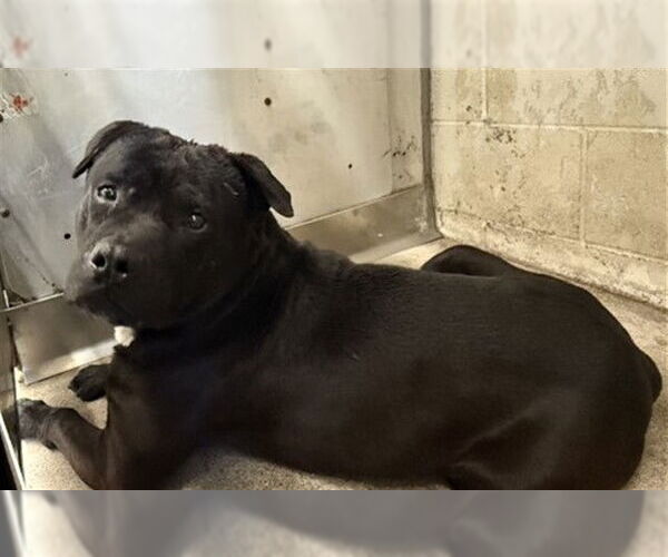 Medium Photo #1 Mutt Puppy For Sale in San Bernardino, CA, USA