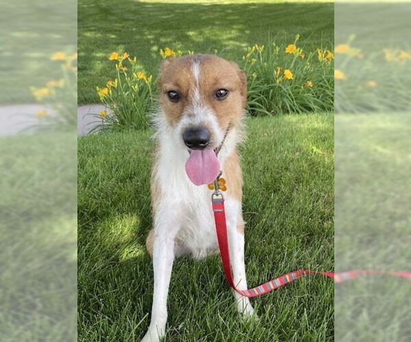 Medium Photo #4 Mutt Puppy For Sale in Minneapolis, MN, USA