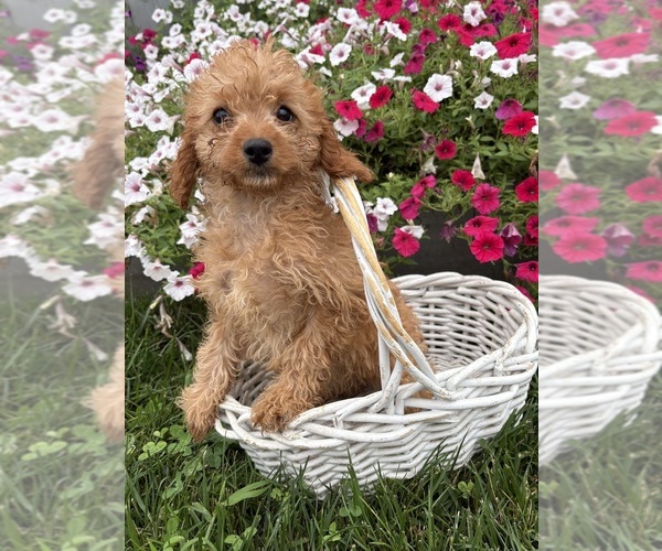 Medium Photo #3 Cavapoo mix (+ Poodle Miniature) Puppy For Sale in MIDDLEBURY, IN, USA