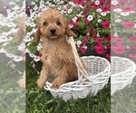 Small #2 Cavapoo mix (+ Poodle Miniature)