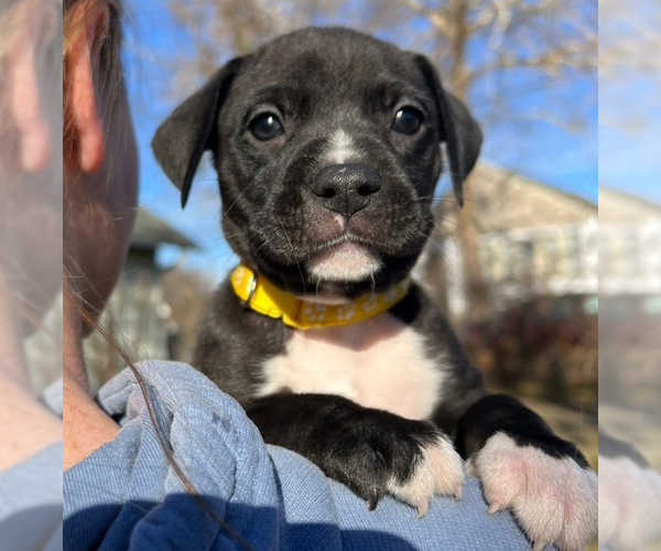 Medium Photo #1 Mutt Puppy For Sale in OKLAHOMA CITY, OK, USA