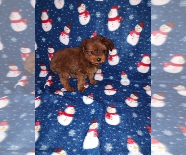 Medium Photo #37 YorkiePoo Puppy For Sale in LAPEER, MI, USA