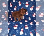Small Photo #37 YorkiePoo Puppy For Sale in LAPEER, MI, USA