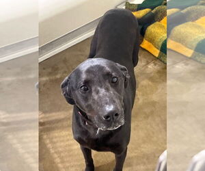 Labrador Retriever-Unknown Mix Dogs for adoption in Pierceton , IN, USA