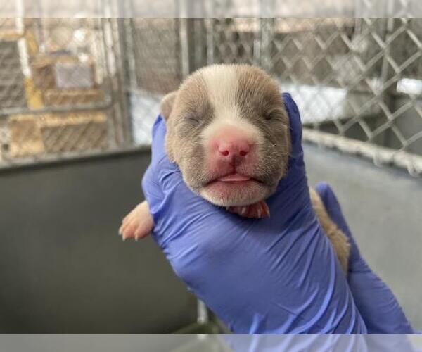 Medium Photo #1 American Bulldog-Unknown Mix Puppy For Sale in HESPERIA, CA, USA