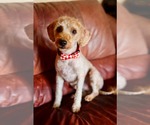 Small #1 Cavalier King Charles Spaniel