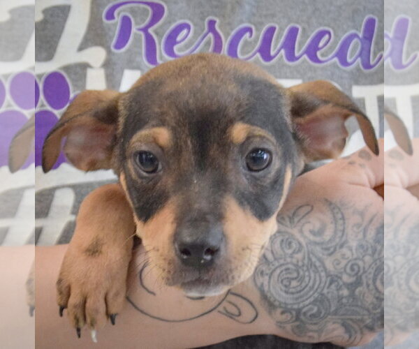 Medium Photo #2 Jack Russell Terrier-Unknown Mix Puppy For Sale in Huntley, IL, USA